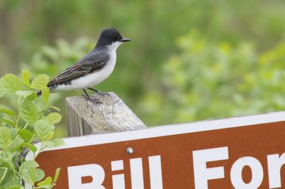 Eastern Kingbird