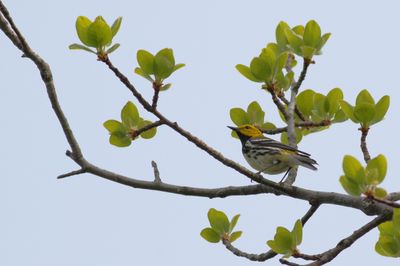 Black-throated Green Warbler