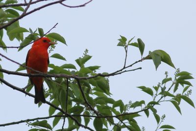Scarlet Tanager ♂