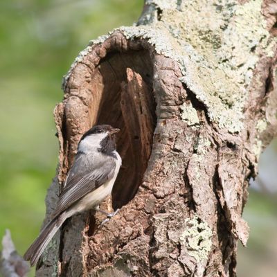 Black-capped Chickadee