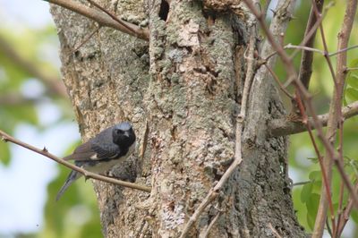 Black-throated Blue Warbler ♂