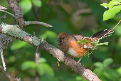 Eastern Towhee ♀