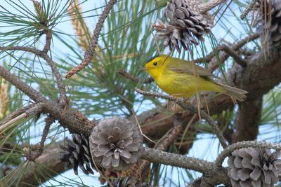 Wilsons Warbler