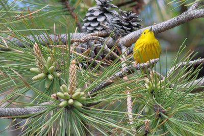 Yellow Warbler ♂