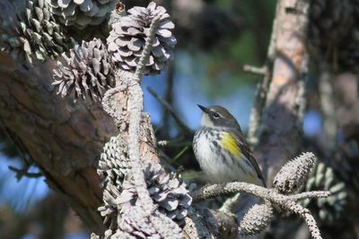 Yellow-rumped Warbler