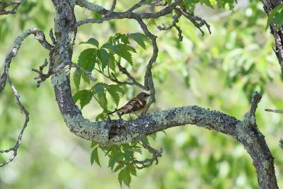 American Redstart ♀