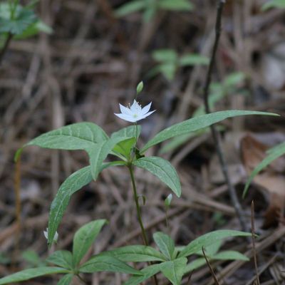Northern Starflower * Lysimachia borealis