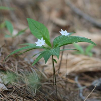 Northern Starflower * Lysimachia borealis