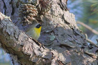 Common Yellowthroat  ♂