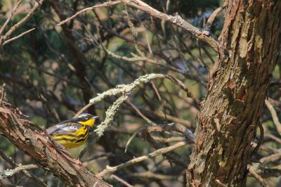 Magnolia Warbler