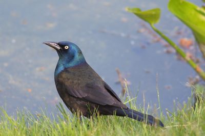 Common Grackle