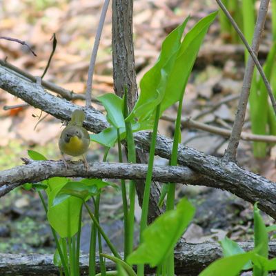 Common Yellowthroat  ♀