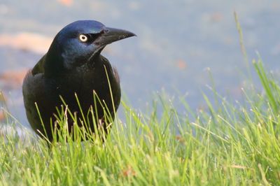 Common Grackle