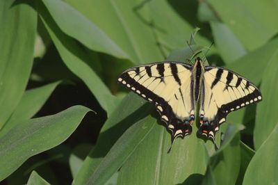 Eastern Tiger Swallowtail