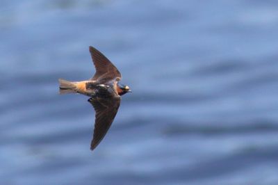 Cliff Swallow