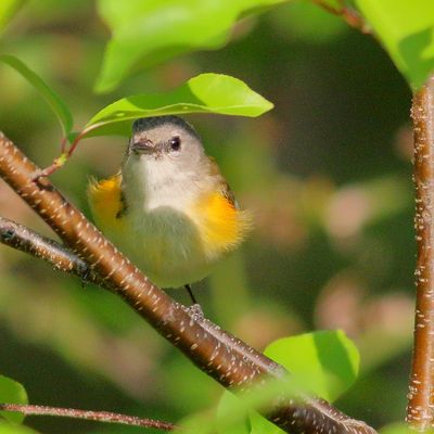 American Redstart ♀