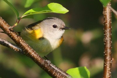 American Redstart ♀