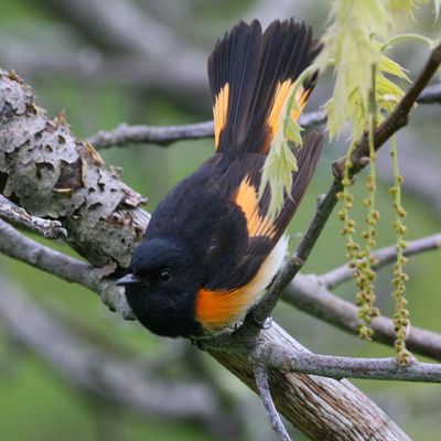 American Redstart ♂
