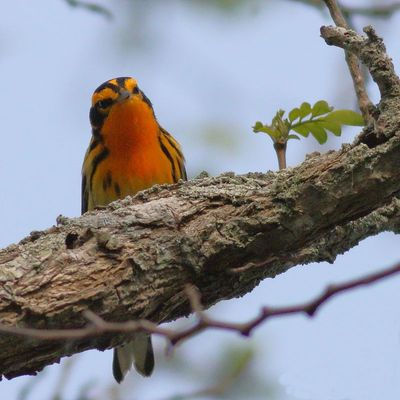 Blackburnian Warbler ♂