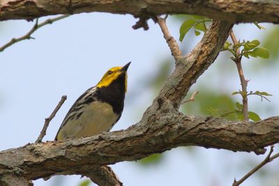 Black-throated Green Warbler ♂