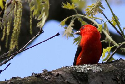 Scarlet Tanager ♂