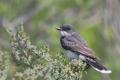 Eastern Kingbird