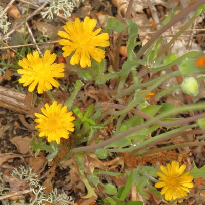Virginia dwarf-dandelion * Krigia virginica