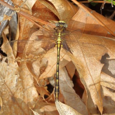 Lancet Clubtail