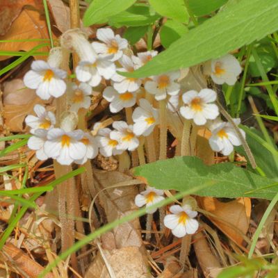 One-flowered Cancer-Root * Orobanche uniflora