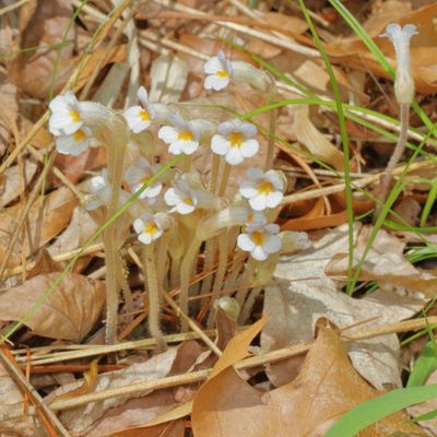 One-flowered Cancer-Root * Orobanche uniflora