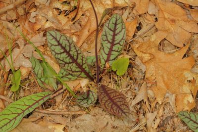 Rattlesnake Hawkweed  * Hieracium venosum