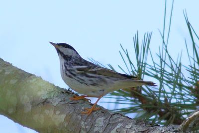 Blackpoll Warbler ♂