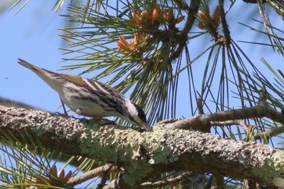 Blackpoll Warbler ♂