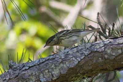 Blackpoll Warbler ♀
