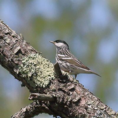 Blackpoll Warbler ♂