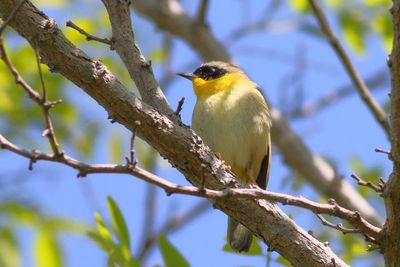 Common Yellowthroat  ♂