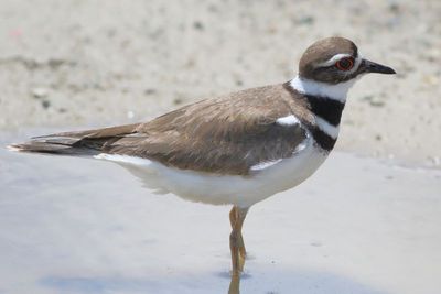 Killdeer