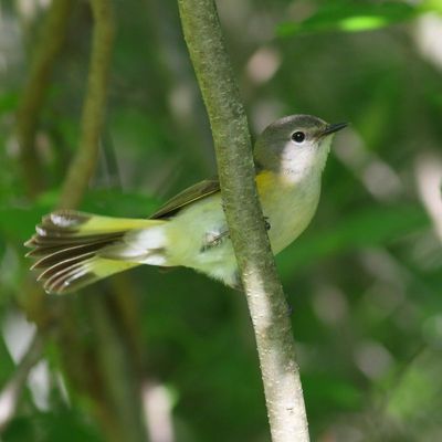American Redstart ♀