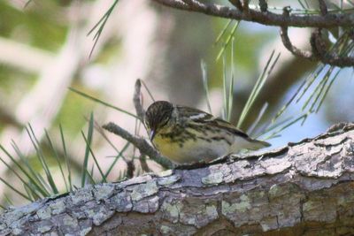 Blackpoll Warbler ♀