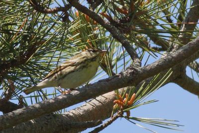 Blackpoll Warbler ♀