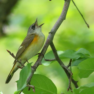 American Redstart ♀