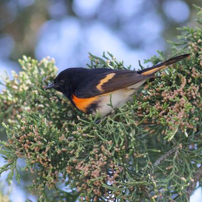 American Redstart ♂