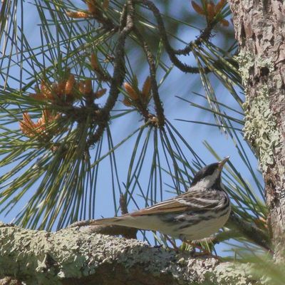 Blackpoll Warbler ♂