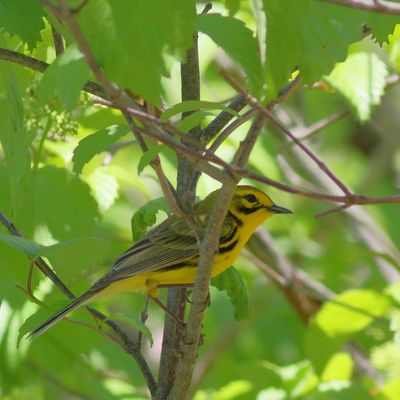 Prairie Warbler ♂