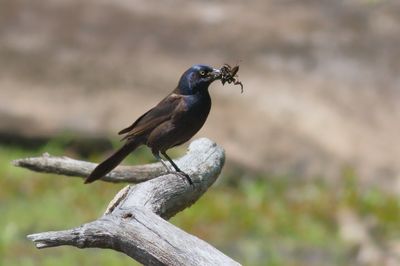 Common Grackle