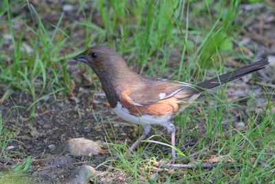 Eastern Towhee ♀