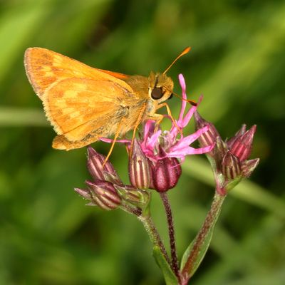 Indian Skipper