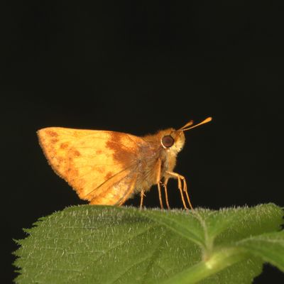 Zabulon Skipper  ♂