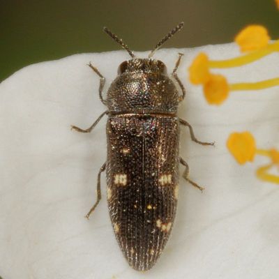 Acmaeodera tubulus