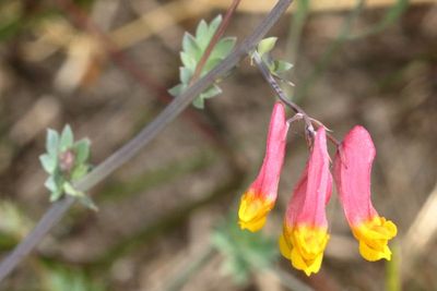 Pink-corydalis * Capnoides sempervirens